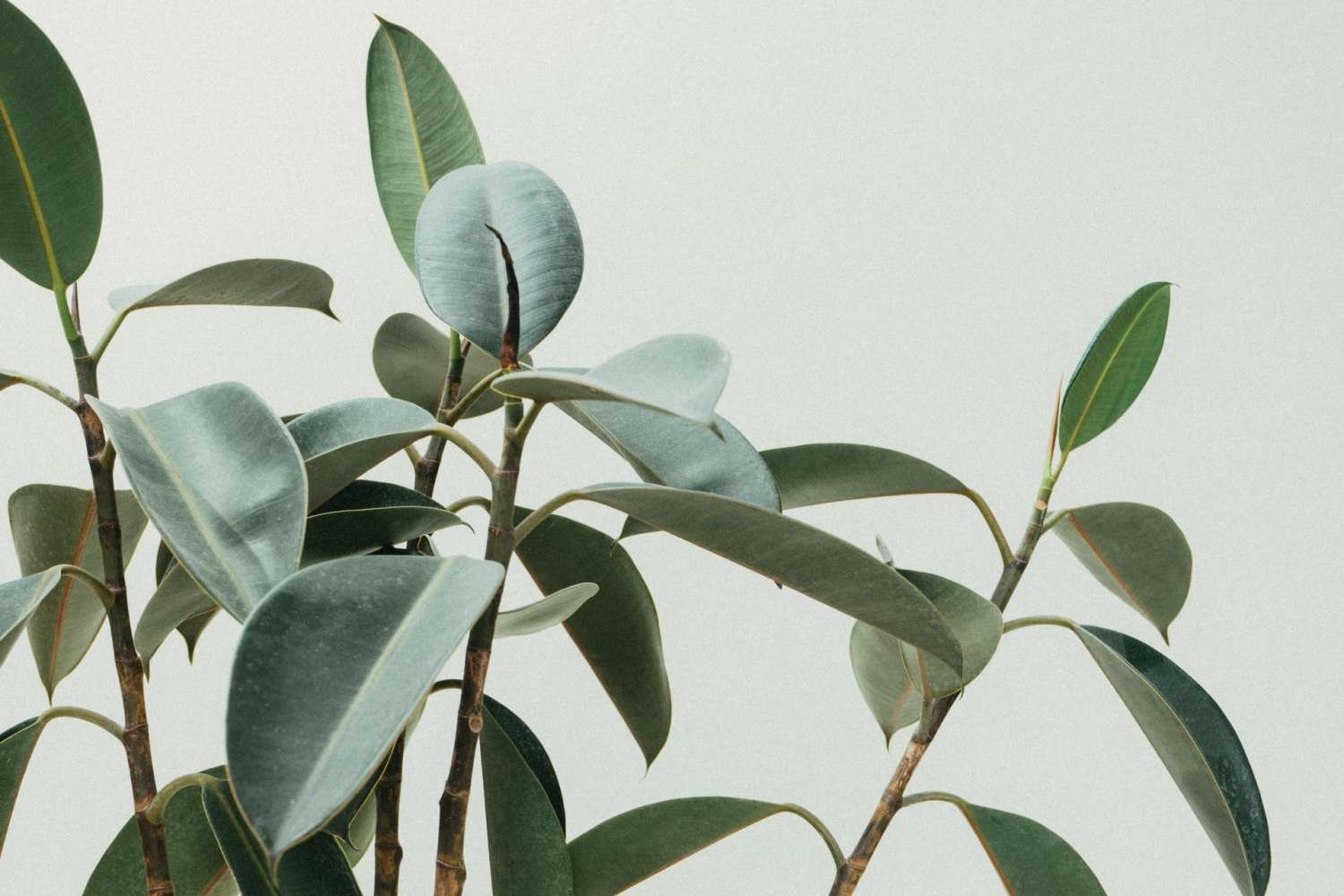 Overige natuurlijke haarproducten die Verzorgingnatuurlijk biedt